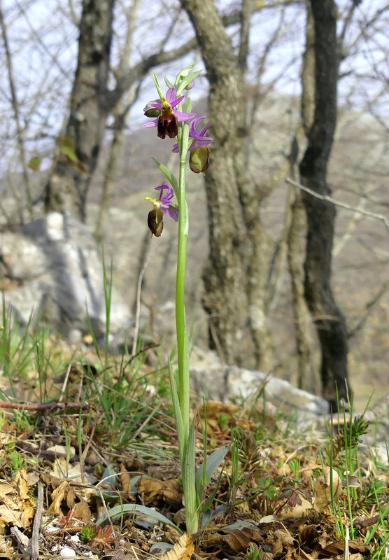 Dactylorhiza romana e prime fioriture tra Lazio e Campania - marzo 2023.